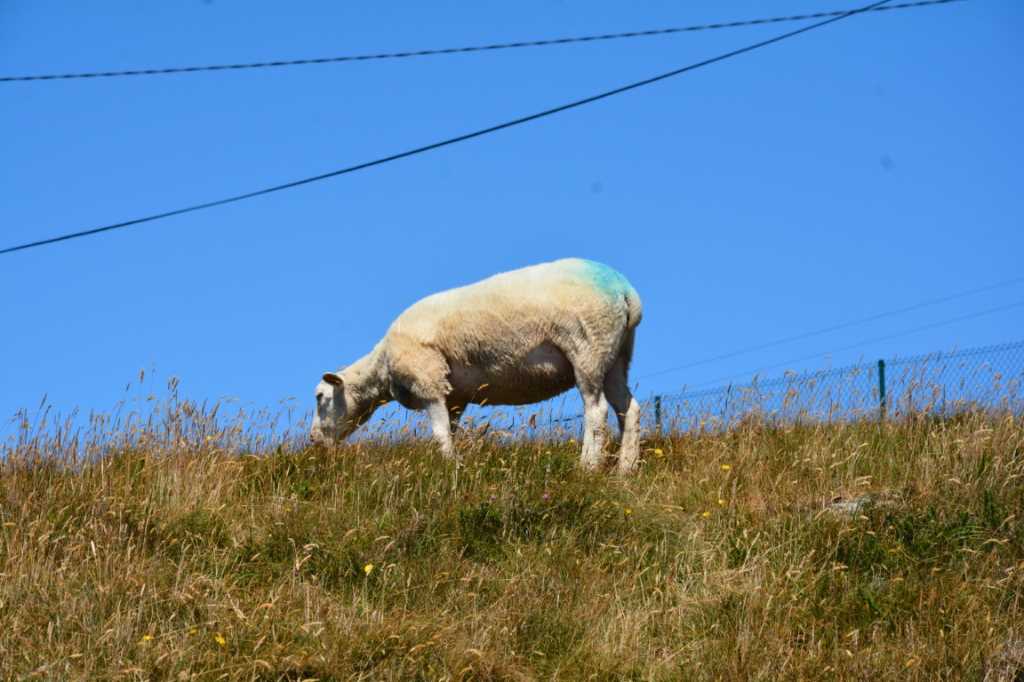 DSC_5012Mittel_.JPG